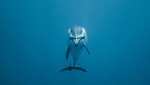 Delfin